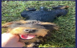 Jack Russell cani in regalo: BECCA JAGDTERRIER 4 ANNI, 8-9 KG, VIVEVA PER STRA a Città metropolitana di Milano - Immagine 7