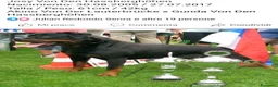 Rottweiler cani in vendita: Cuccioli rottweiler  - Annuncio 8