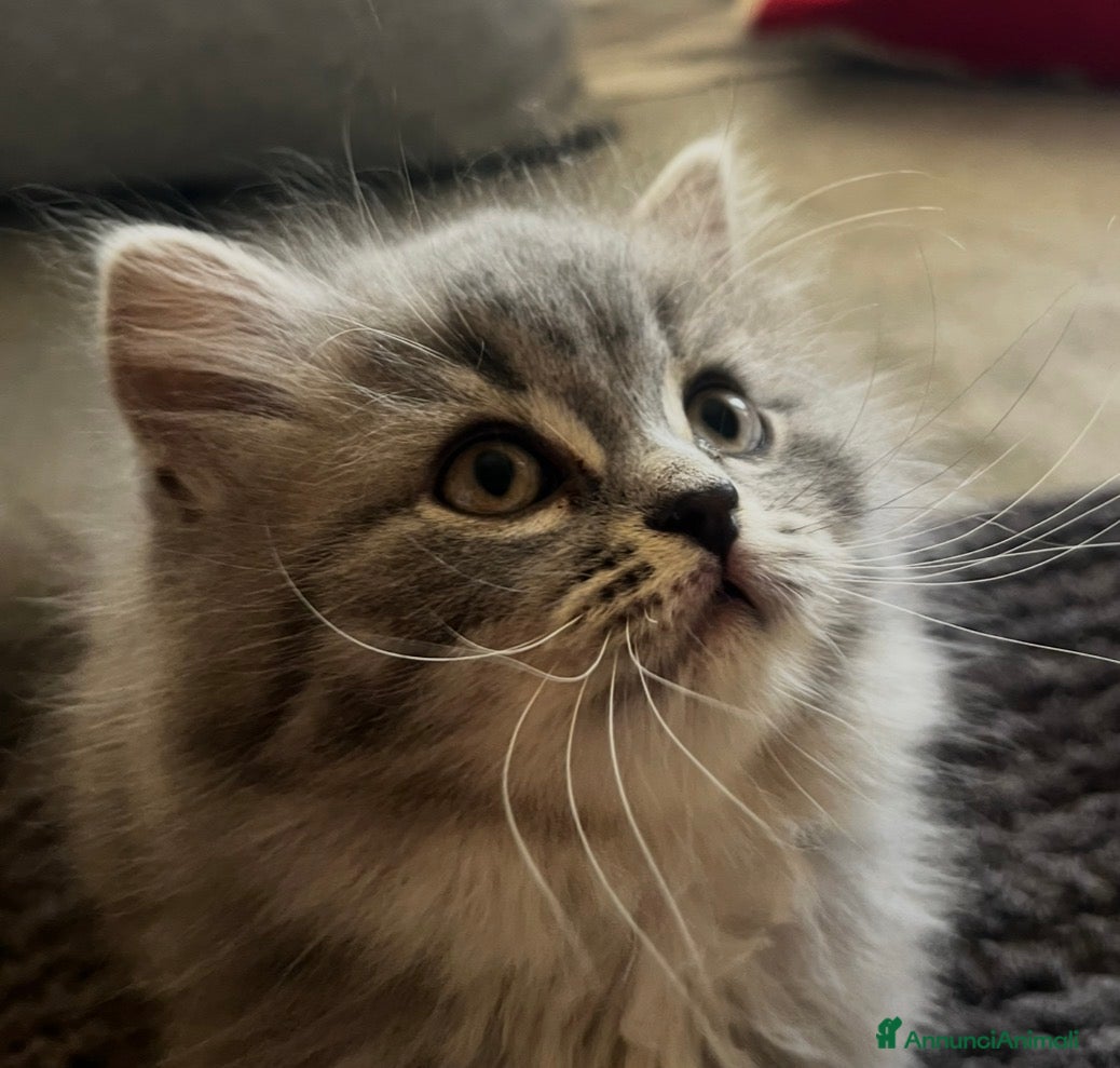 British gatti in vendita: Schottish straight - Annuncio 2