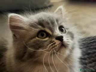 British gatti in vendita: Schottish straight - Annuncio 2