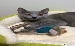 Certosino gatti in vendita: Certosina pedigree e affisso anfi a Provincia di Isernia - Immagine 2