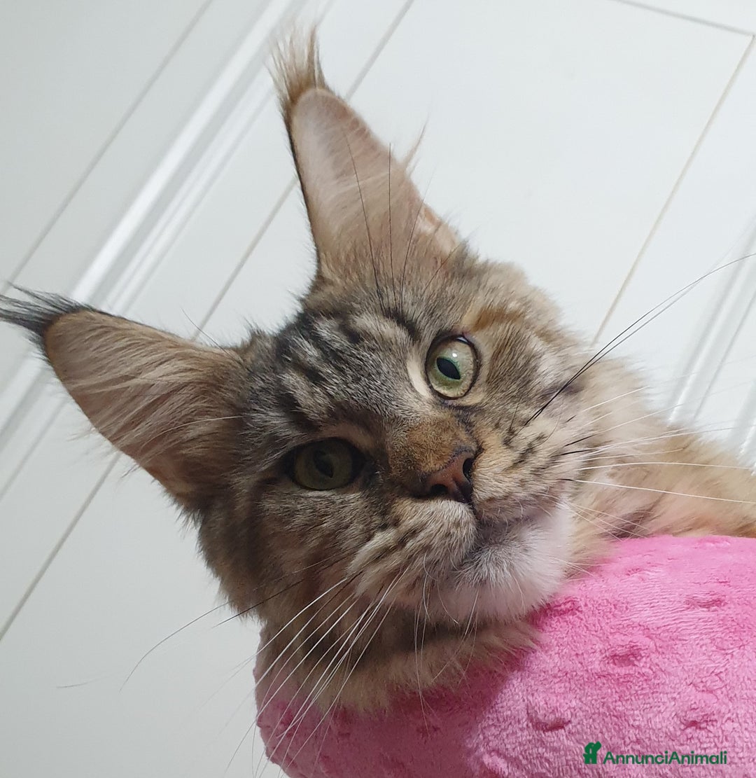 Maine Coon gatti in vendita: Cuccioli maine coon  - Annuncio 6