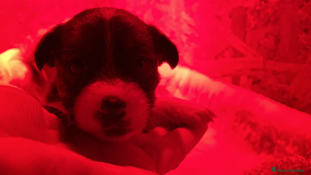 Jack Russell cani in vendita: JACK RUSSELL TERRIER PELO RUVIDO - Annuncio 14