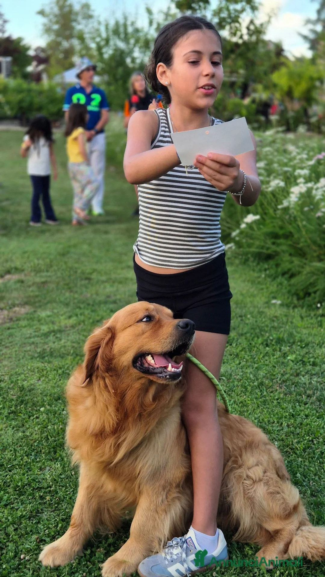 Golden Retriever cani per accoppiamento: Golden retriever maschio per accoppiamento a Provincia di Alessandria - Annuncio 6