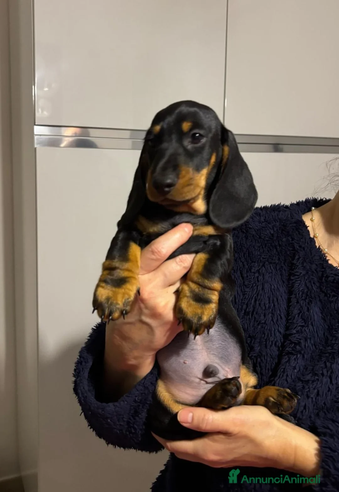 Bassotto cani in vendita: Bassotti Tedeschi nano-pelo corto-pedigree  - Annuncio 4