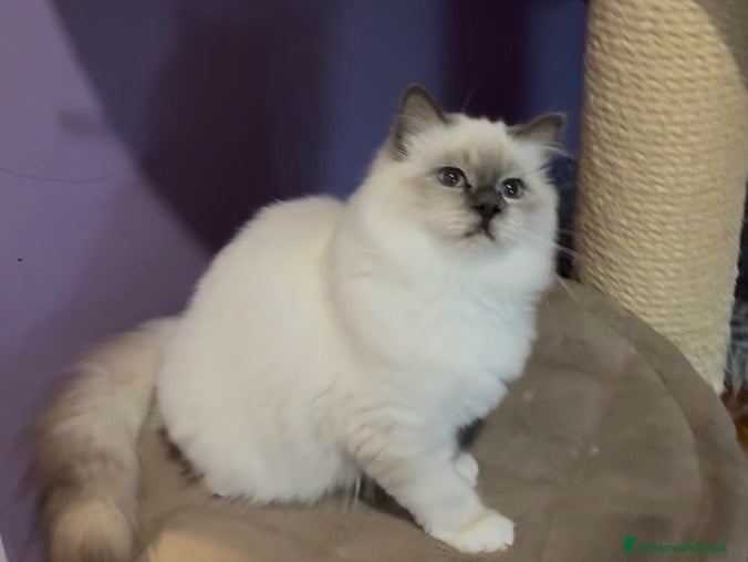 Sacro di Birmania gatti Cucciolo gatto sacro di birmania - Annuncio 3