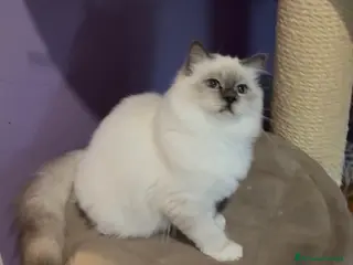 Sacro di Birmania gatti Cucciolo gatto sacro di birmania - Annuncio 3