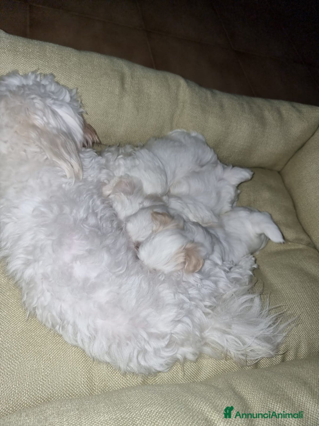 Maltese cani in vendita: Cucciolo maltese  - Annuncio 2