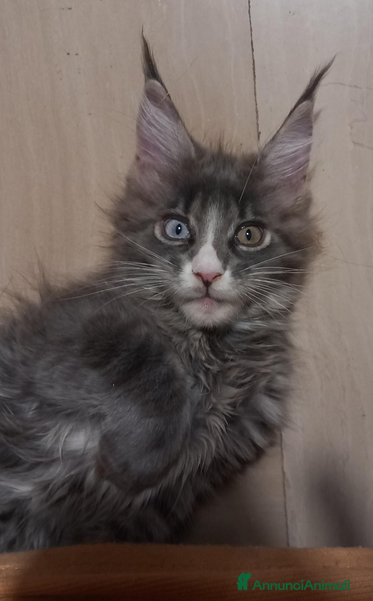 Maine Coon gatti Femmina Maine coon con occhi impari - Annuncio 2