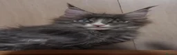 Maine Coon gatti in vendita: Femmina Maine coon con occhi impari - Annuncio 2