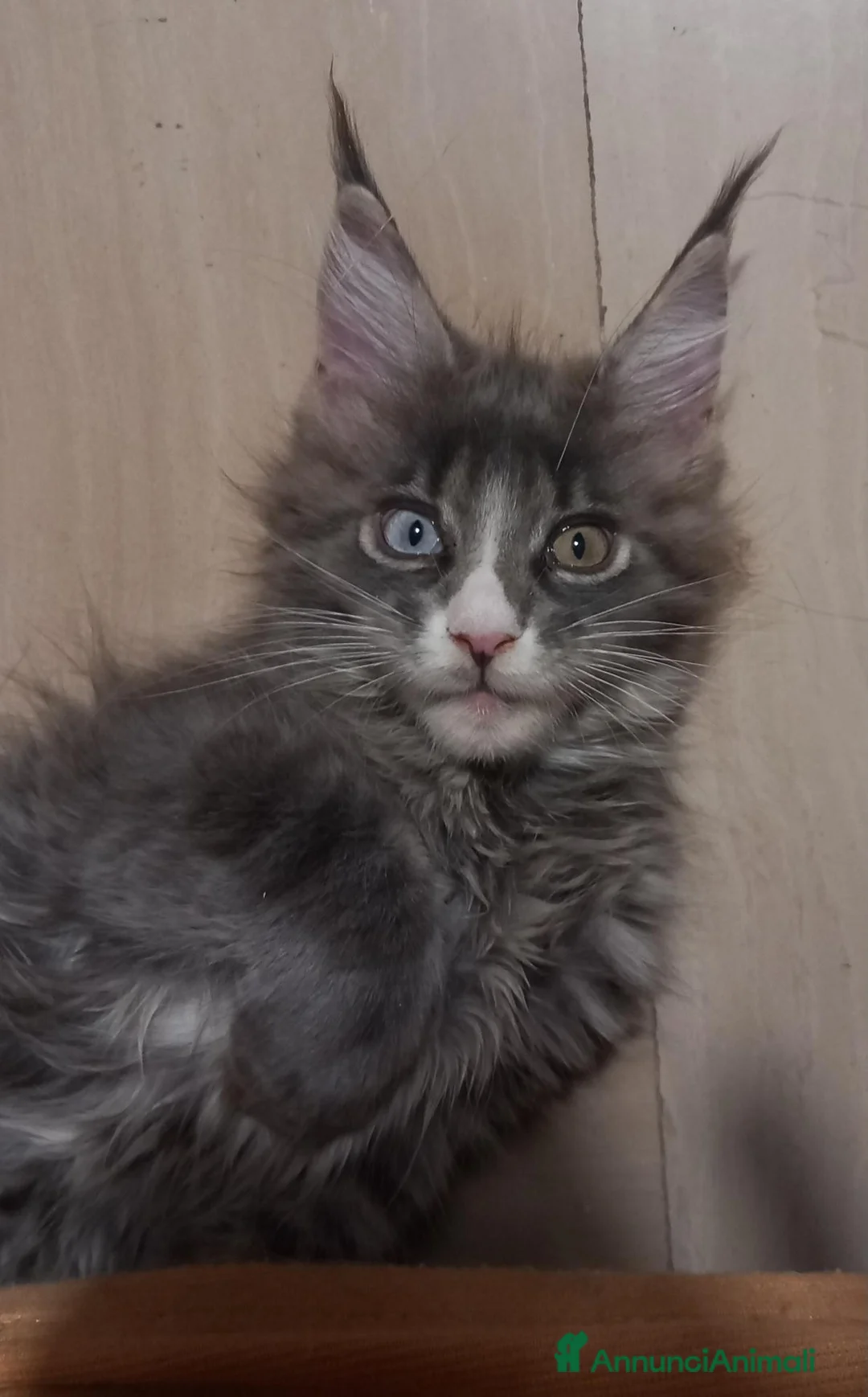 Maine Coon gatti in vendita: Femmina Maine coon con occhi impari - Annuncio 2