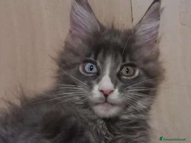 Maine Coon gatti Femmina Maine coon con occhi impari - Annuncio 2