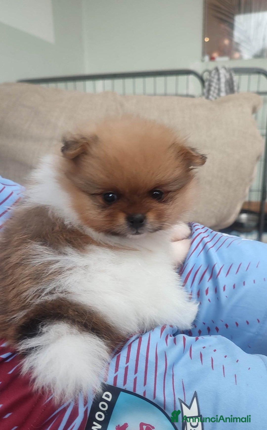 Volpino Pomerania cani in vendita: Cuccioli di Pomerania - Annuncio 3