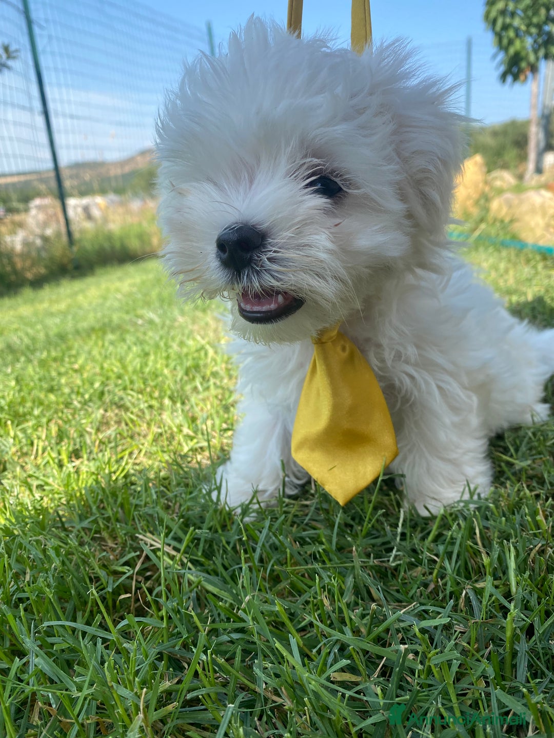Maltese cani in vendita: Maltese toy a Città metropolitana di Roma Capitale - Immagine 8