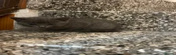 Meticcio gatti in vendita: Gattina grigia  - Annuncio 5