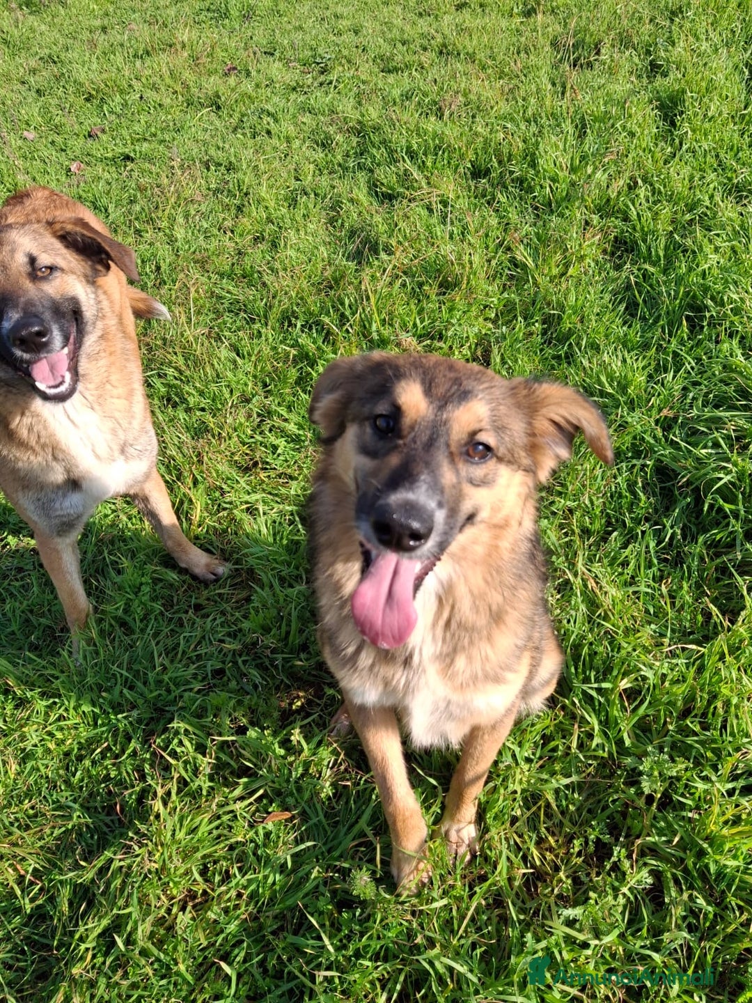 Meticcio cani in regalo: BRENDA 🩷-cucciola.La adotti?Non lasciarla nel box - Annuncio 13