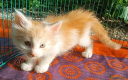 Maine Coon gatti in vendita: Cucciolo Maine Coon pedigree da Campione del mondo - Annuncio 4