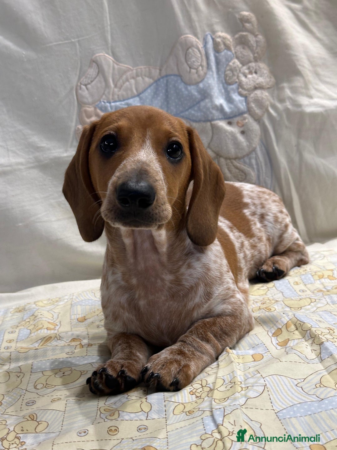 Bassotto cani in vendita: Bassotto piebald a Città metropolitana di Roma Capitale - Immagine 1
