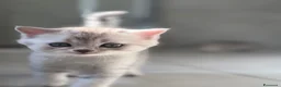 Scottish gatti in vendita: Bellissimi cuccioli di scottish straight/fold - Annuncio 4