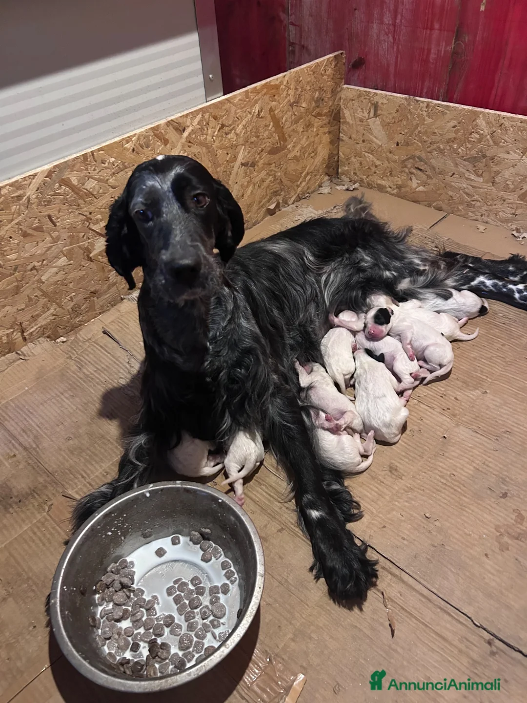 Setter Inglese cani in vendita: Cuccioli setter inglese  - Annuncio 2