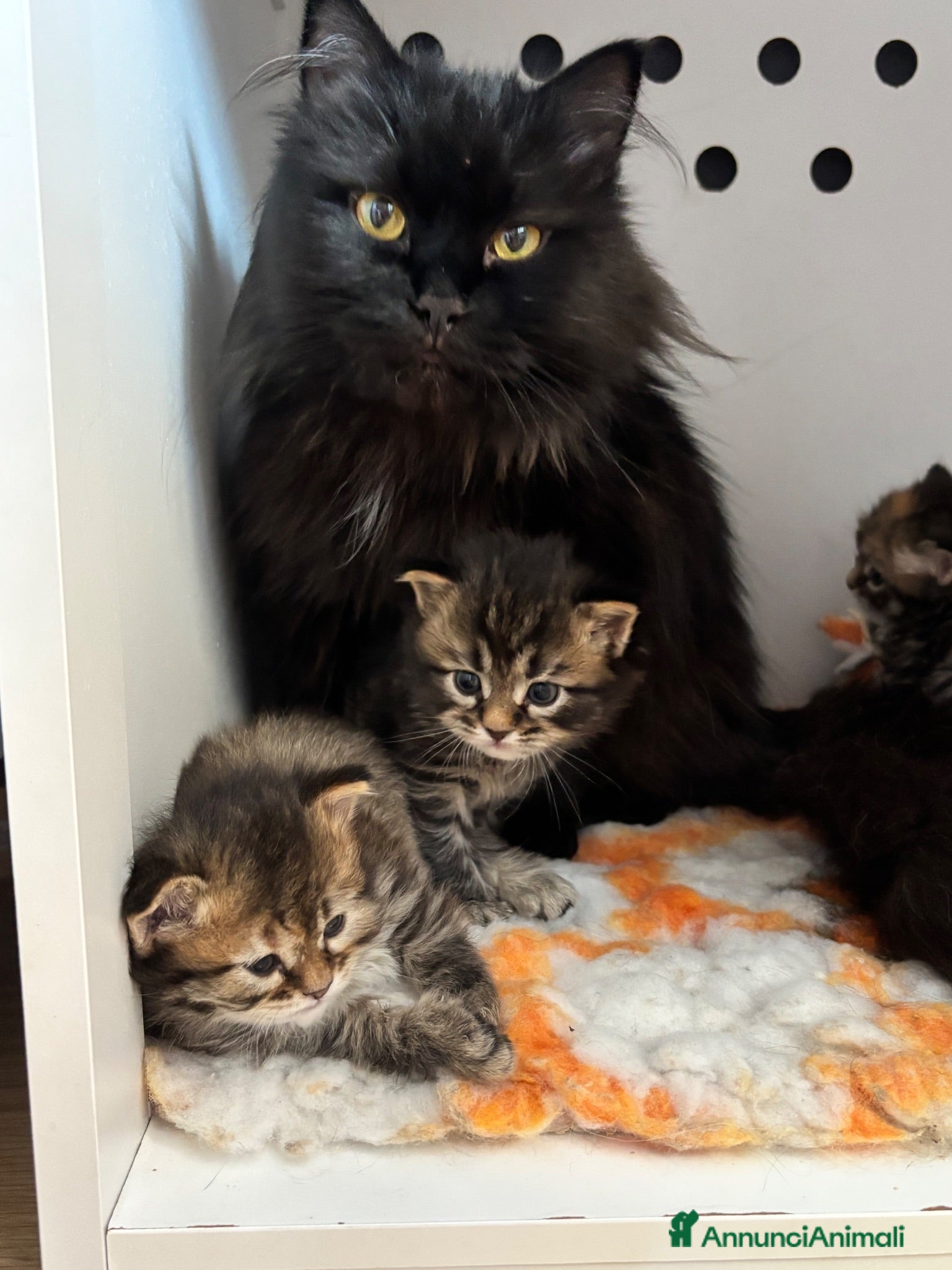 Siberiano gatti SIBERIANO GATTINO IPOALLERGENICO  - Annuncio 1