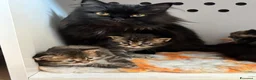 Siberiano gatti in vendita: SIBERIANO GATTINO IPOALLERGENICO  - Annuncio 1
