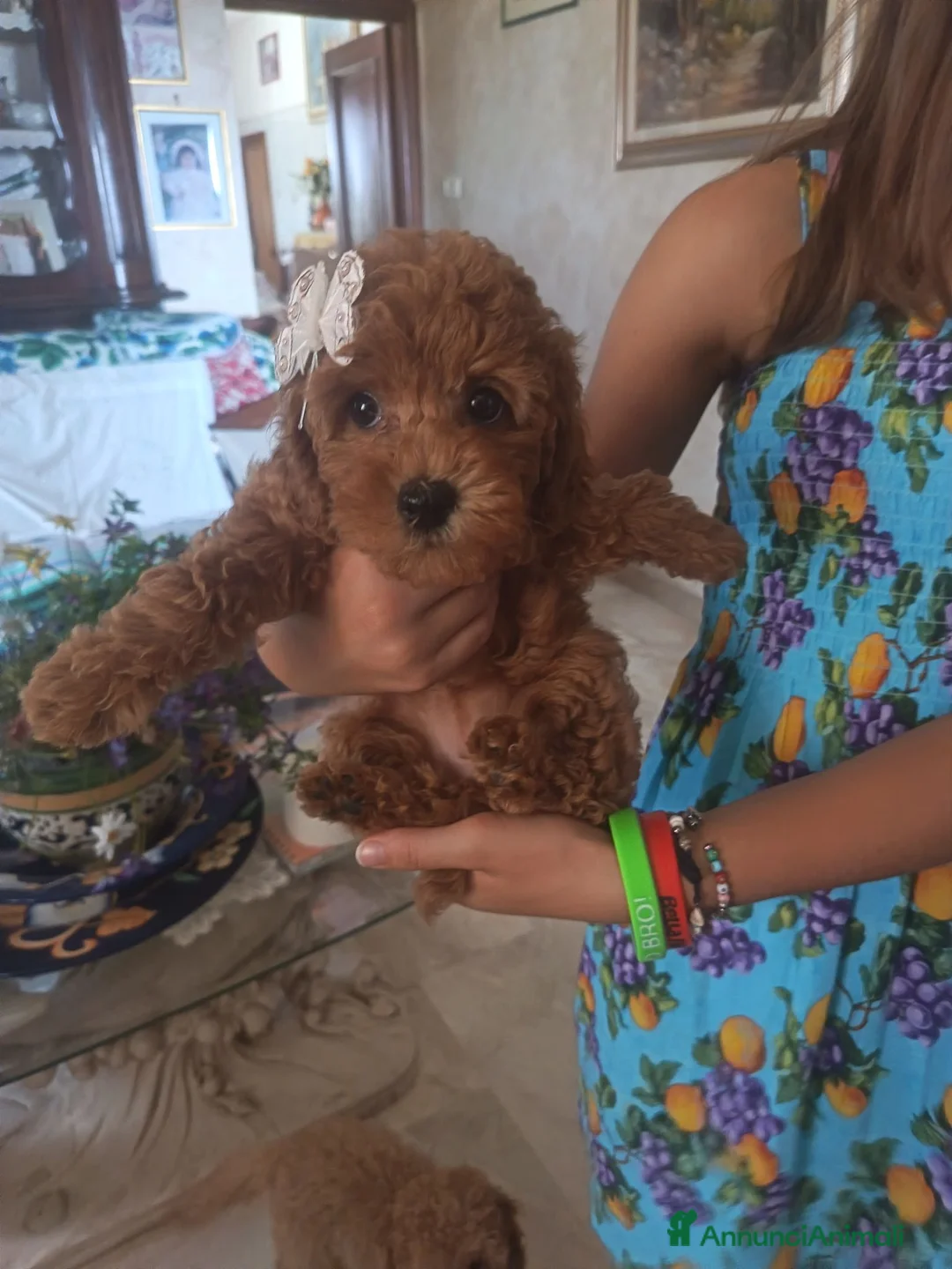 Barboncino Toy cani in vendita: Barboncina a Provincia di Latina - Annuncio 2