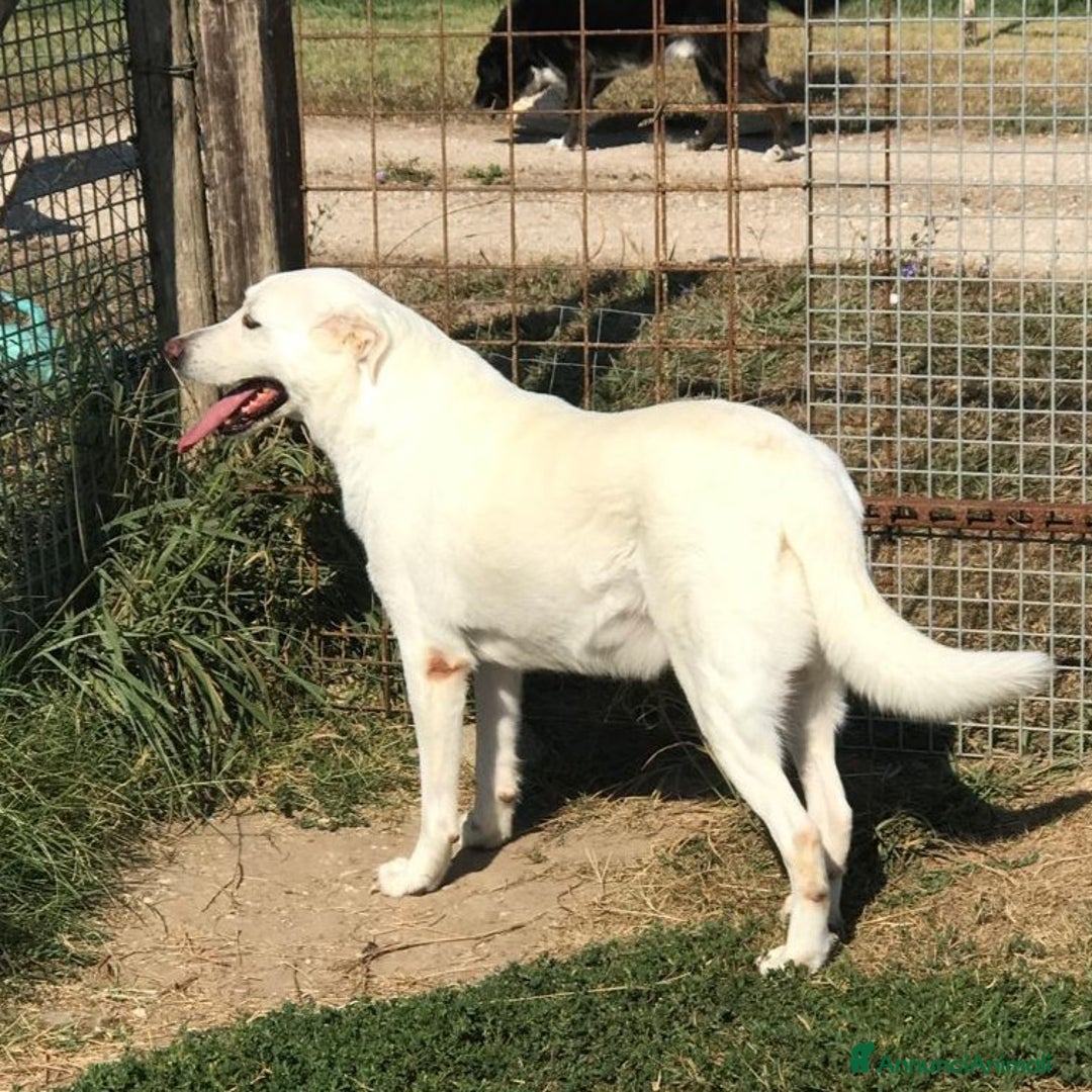 Meticcio cani in regalo: Help per COMMODO derivato labrador  a Provincia di Latina - Annuncio 5