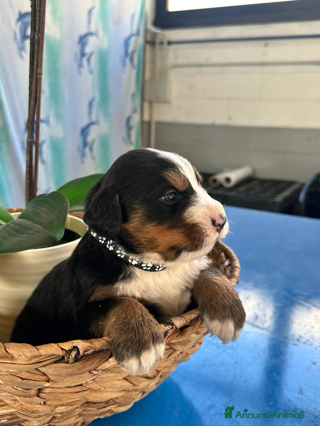 Bovaro del Bernese cani in vendita: CUCCIOLI BOVARO DEL BERNESE - Annuncio 6