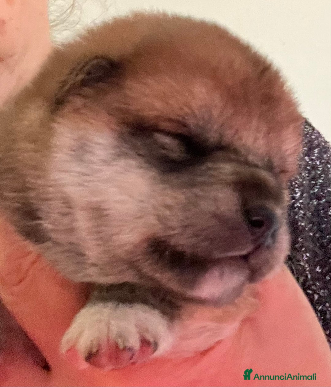 Shiba Inu cani in vendita: Shiba inu , cuccioli disponibili - Annuncio 7