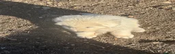 Pastore Abbruzzese Maremmano cani in vendita: Cuccioli maschi di pastore abruzzese - Annuncio 4