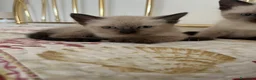 Siamese gatti in vendita: Gattini siamesi seal point - Annuncio 3