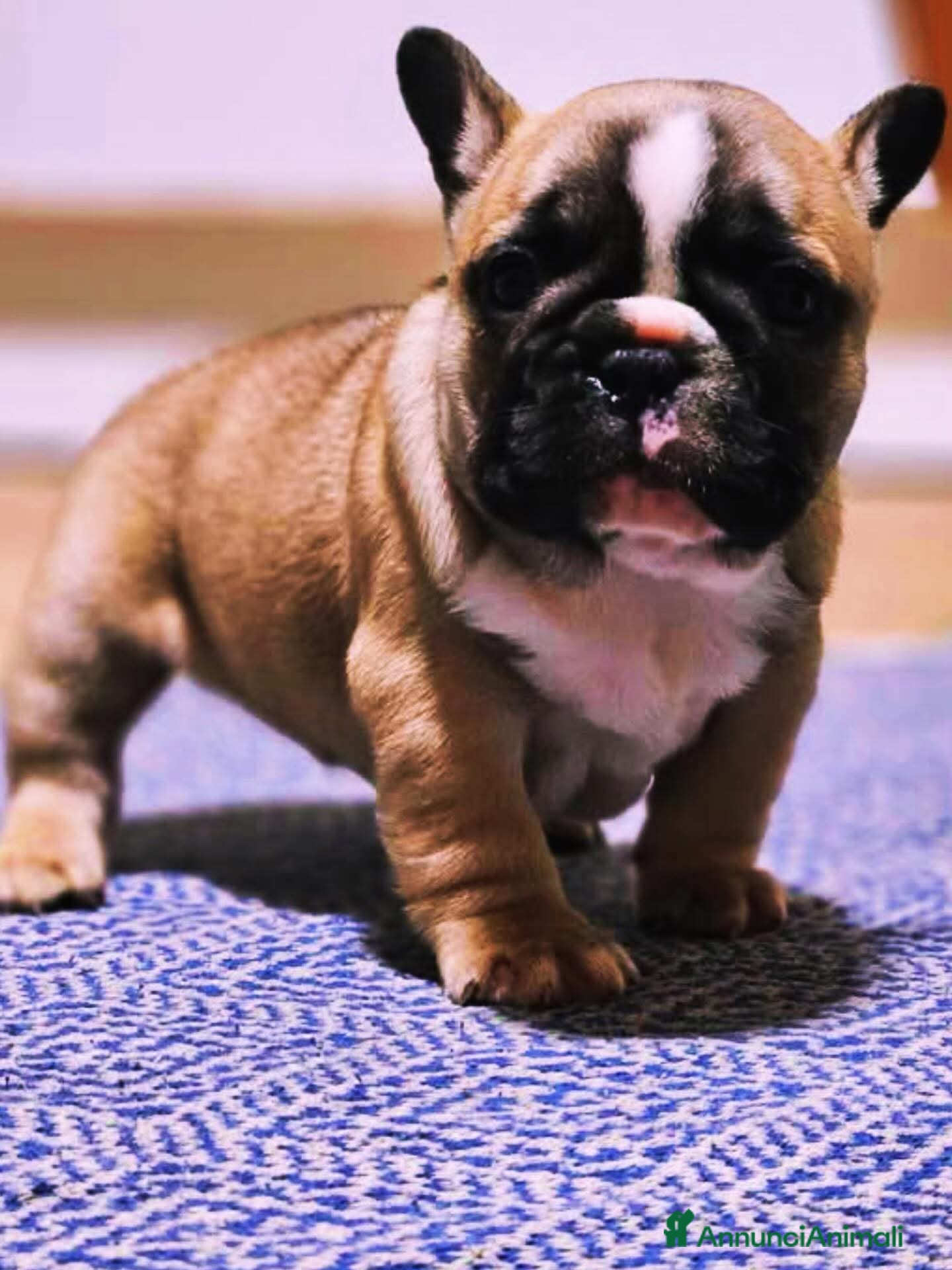 Bulldog Francese cani Bulldog francese  - Annuncio 3