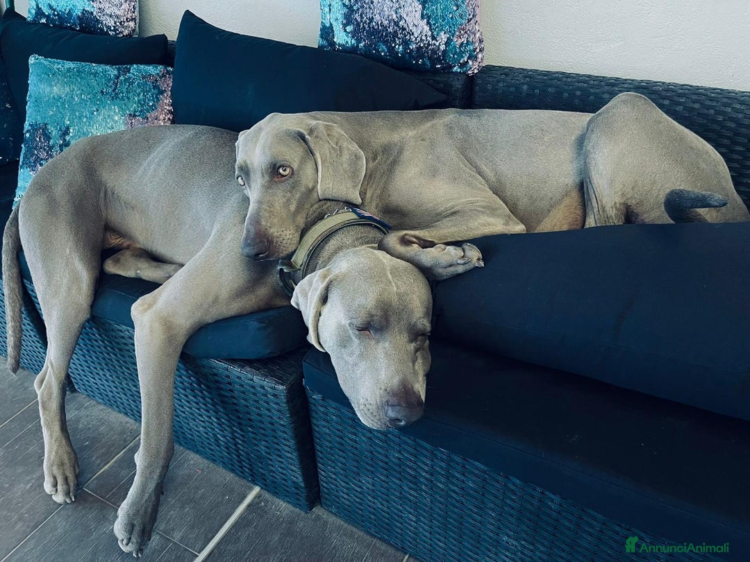 Weimaraner cani in vendita: Cuccioli di Weimaraner  a Provincia di Verona - Annuncio 6