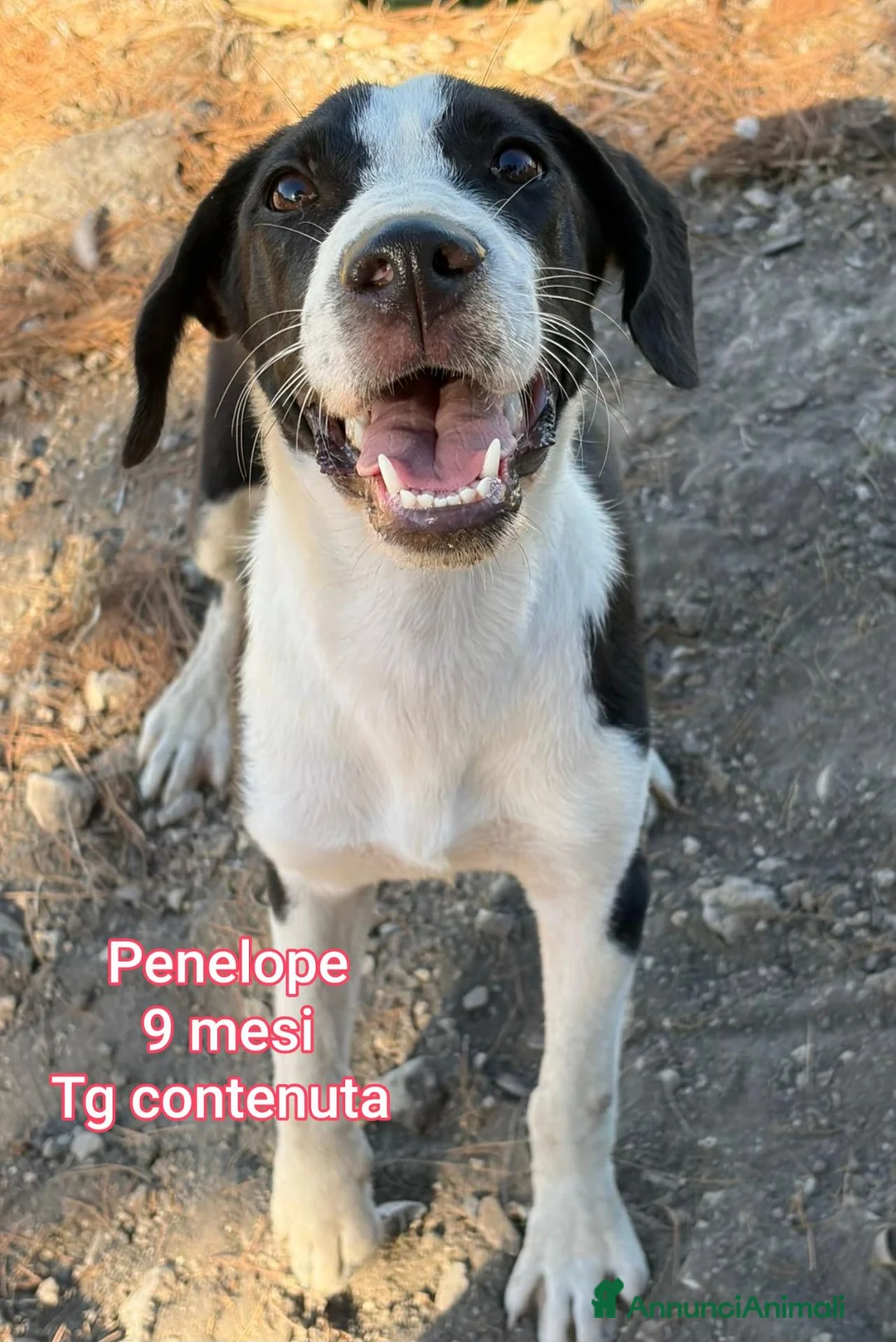 Meticcio cani in regalo: ADOTTA UN CUCCIOLO  - Annuncio 10