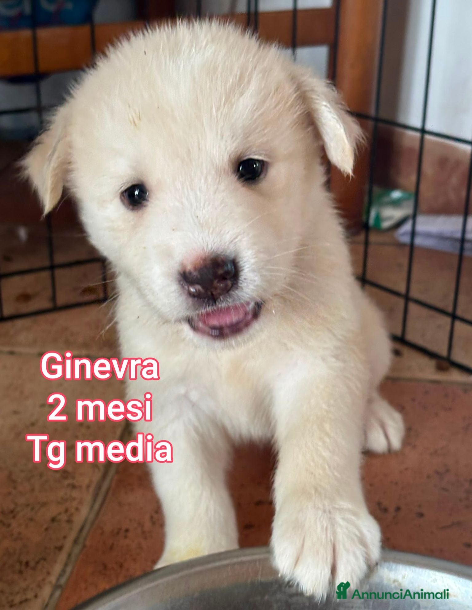 Meticcio cani CUCCIOLI ABBANDONATI: EMERGENZA  - Annuncio 2