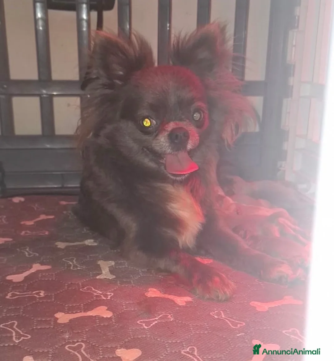 Chihuahua cani in vendita: Chihuahua meravigliosi - Annuncio 2