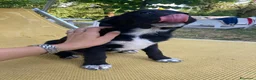 Meticcio cani in regalo: Regalo cucciolo cane nero  a Provincia di Modena - Annuncio 1