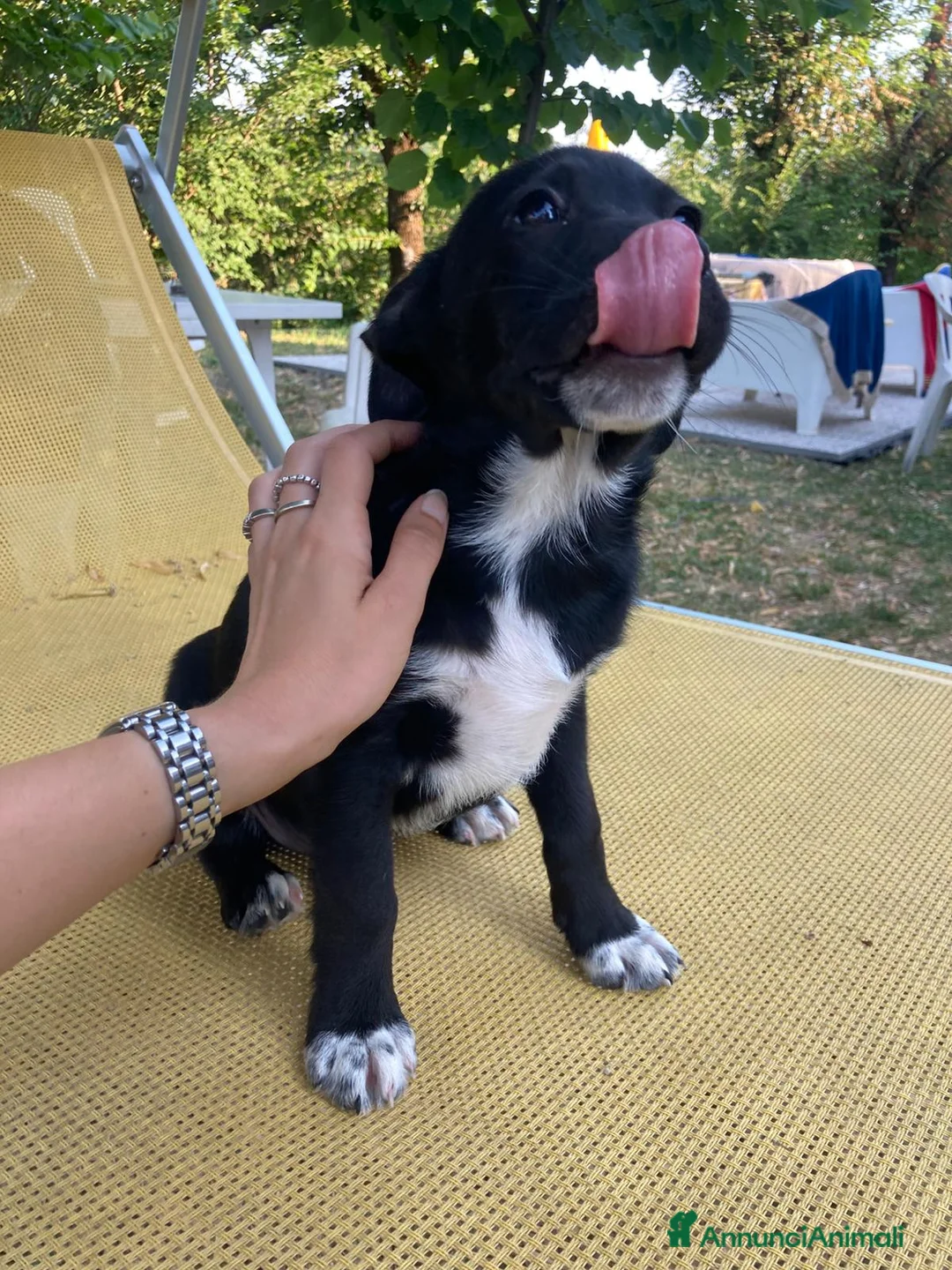 Meticcio cani in regalo: Regalo cucciolo cane nero  a Provincia di Modena - Annuncio 1