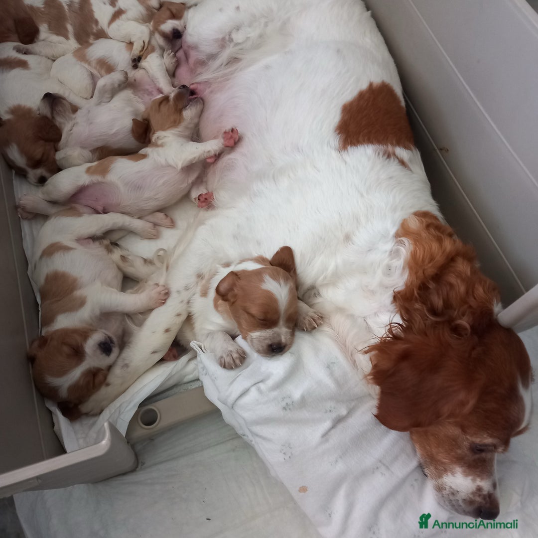 Breton cani in vendita: 2 cuccioli maschi Breton  a Provincia di Ferrara - Immagine 3