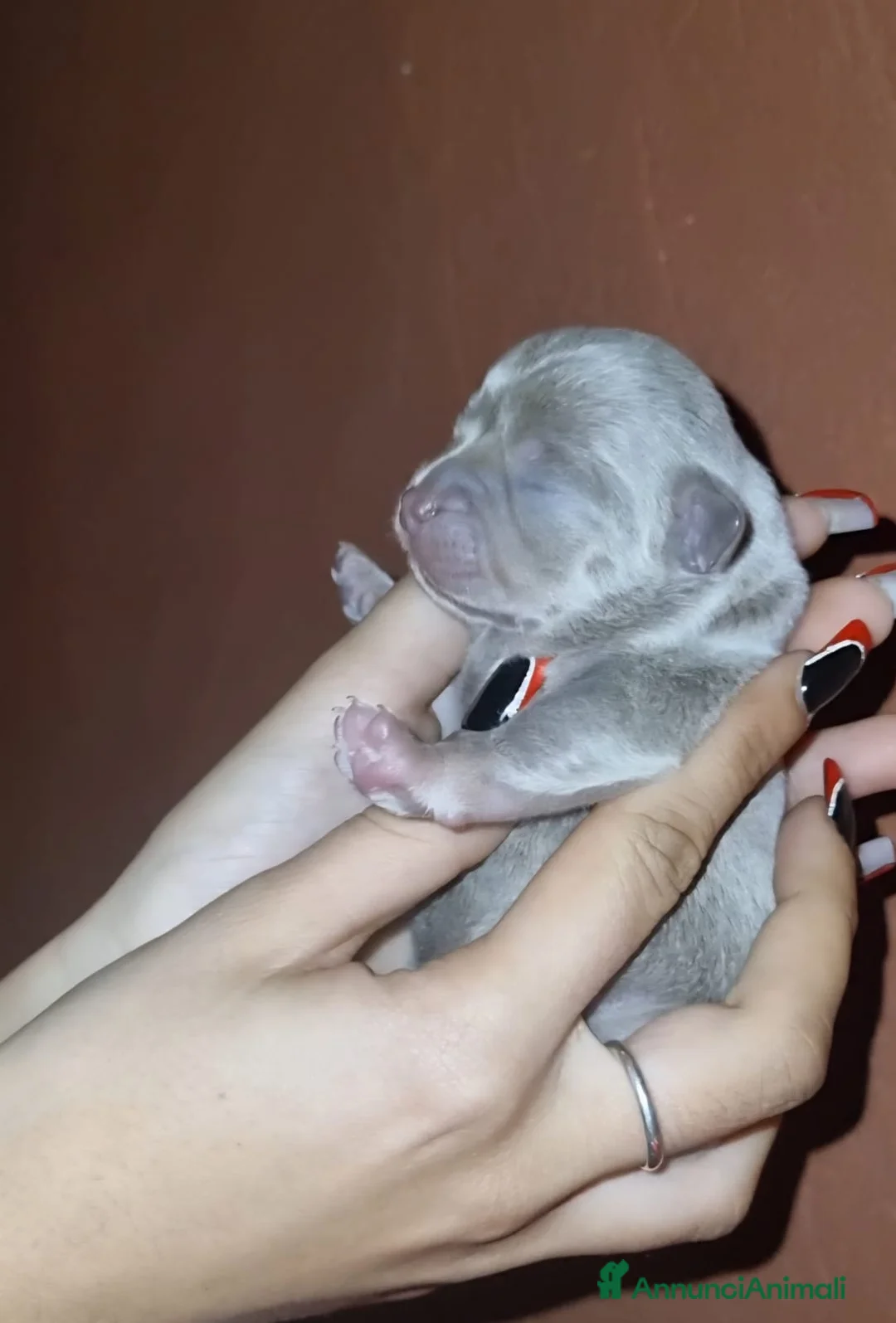 Chihuahua cani in vendita: Cuccioli di Chihuahua toy puri  - Annuncio 5