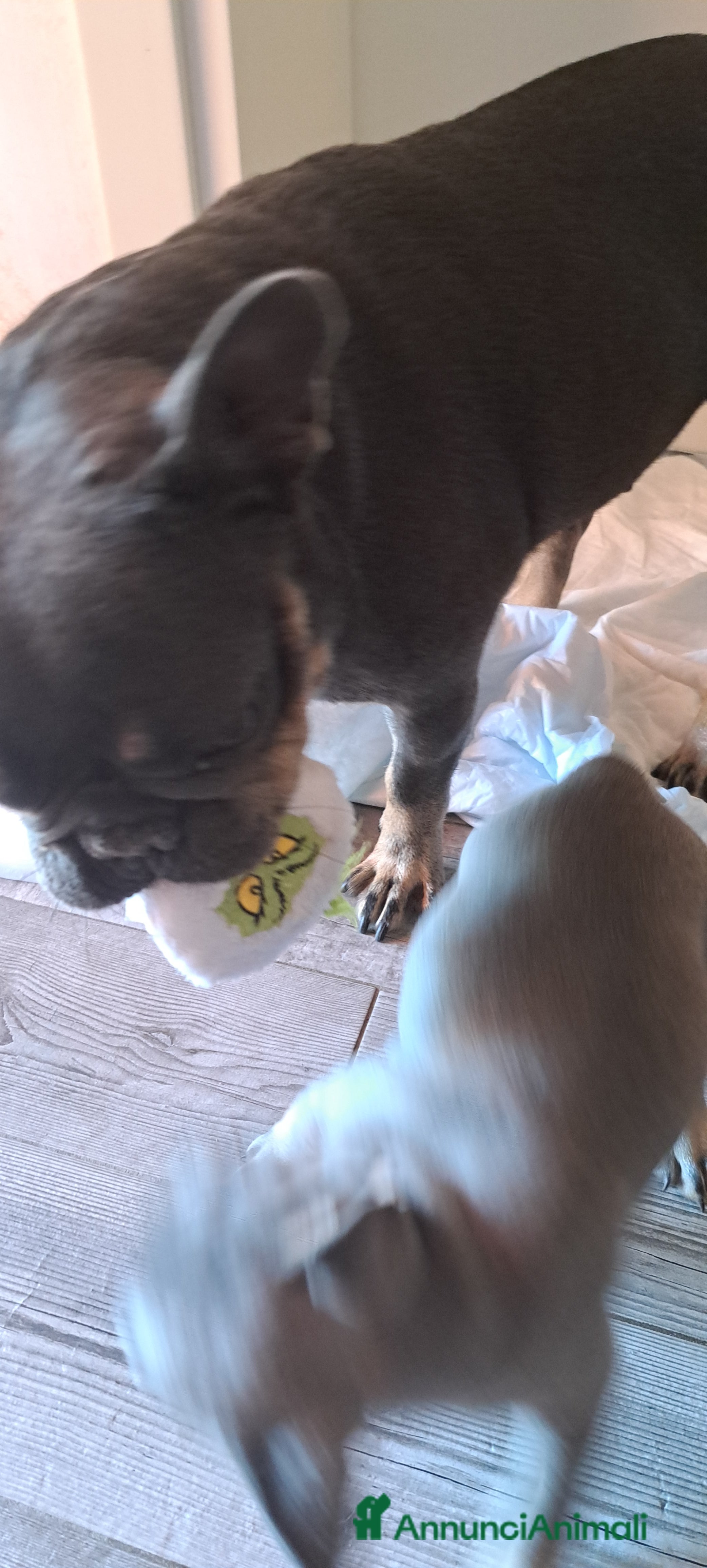 Bulldog Francese cani Cucciola di bulldog francese  - Annuncio 16