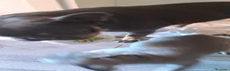 Bulldog Francese cani in vendita: Cucciola di bulldog francese  - Annuncio 1