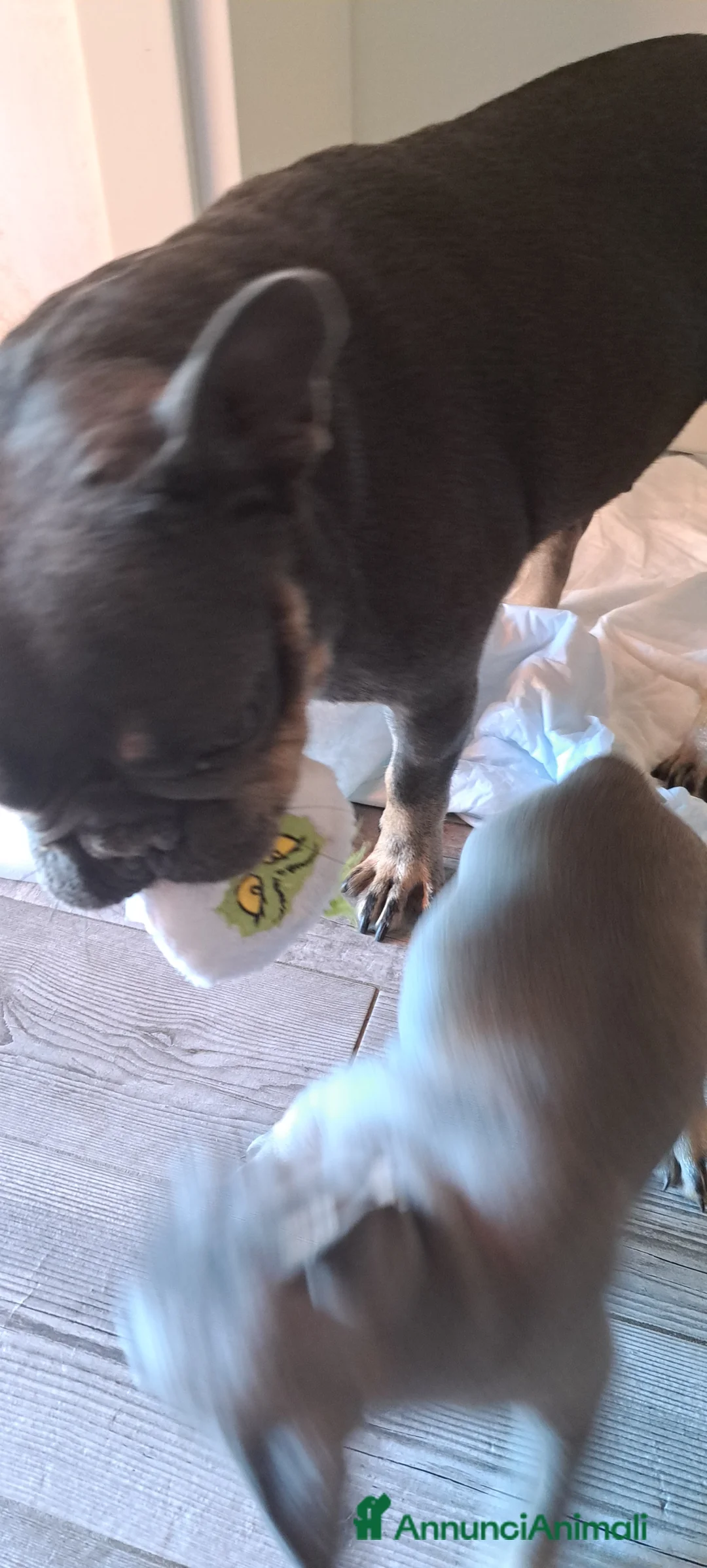 Bulldog Francese cani in vendita: Cucciola di bulldog francese  - Annuncio 1