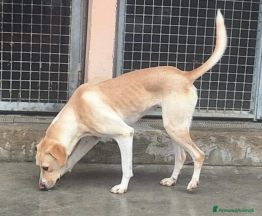 Meticcio cani in regalo: Lily 2 anni mix labrador  - Annuncio 6