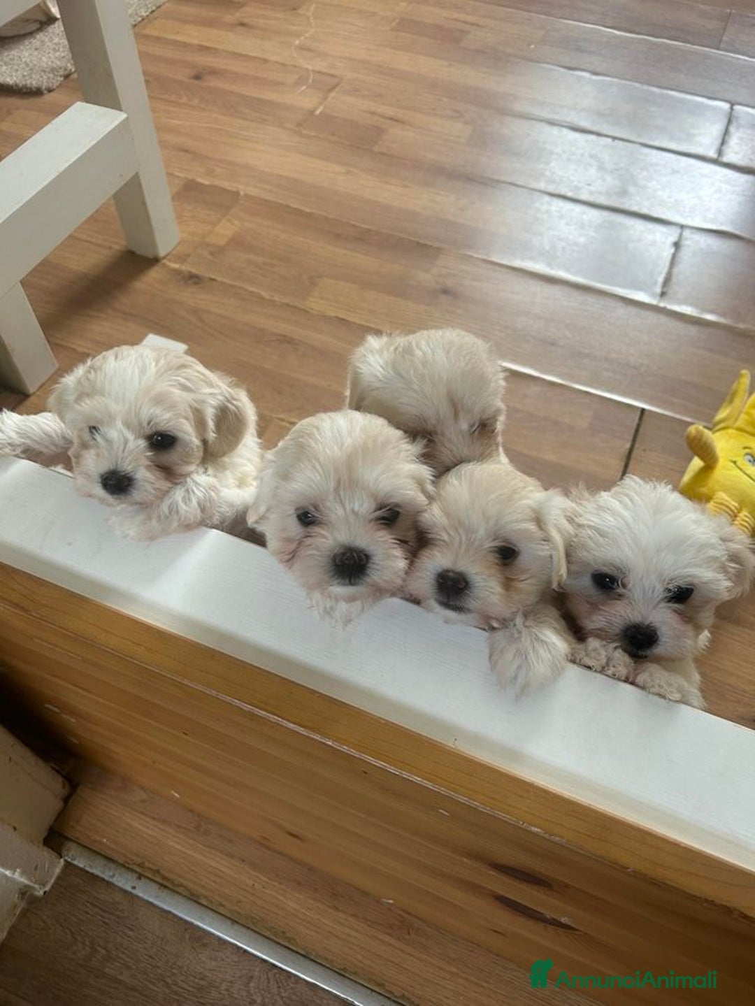 Maltese cani in vendita: Cuccioli di maltese disponibili! - Annuncio 7