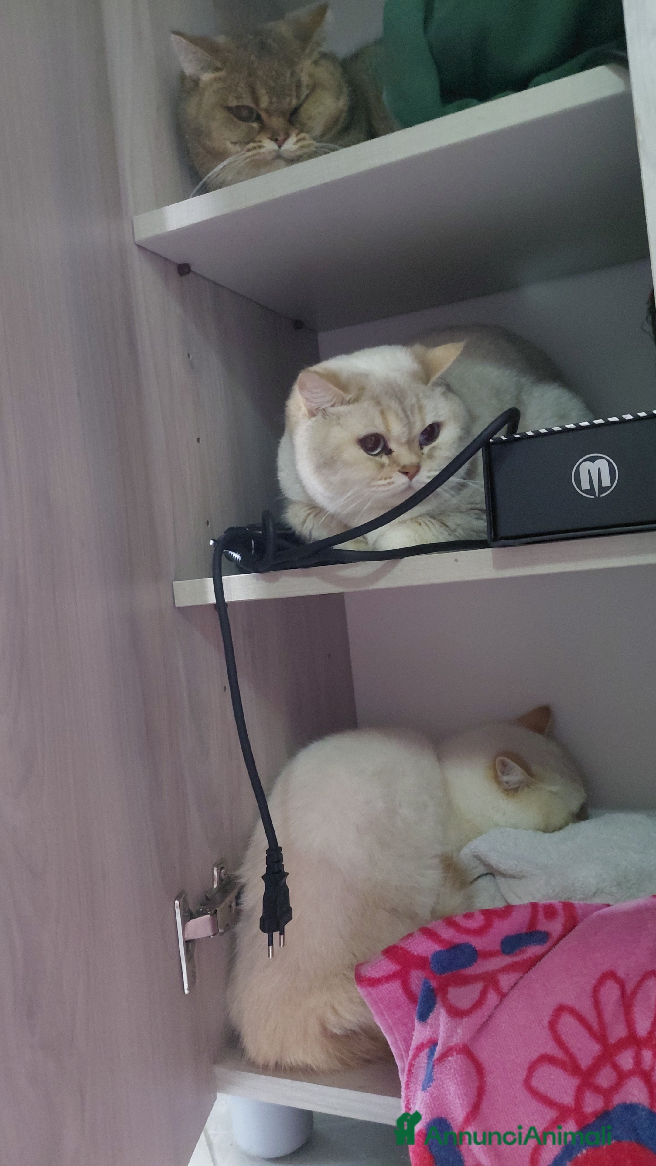 British gatti Brithish shorteir 10 mesi femmina - Annuncio 1