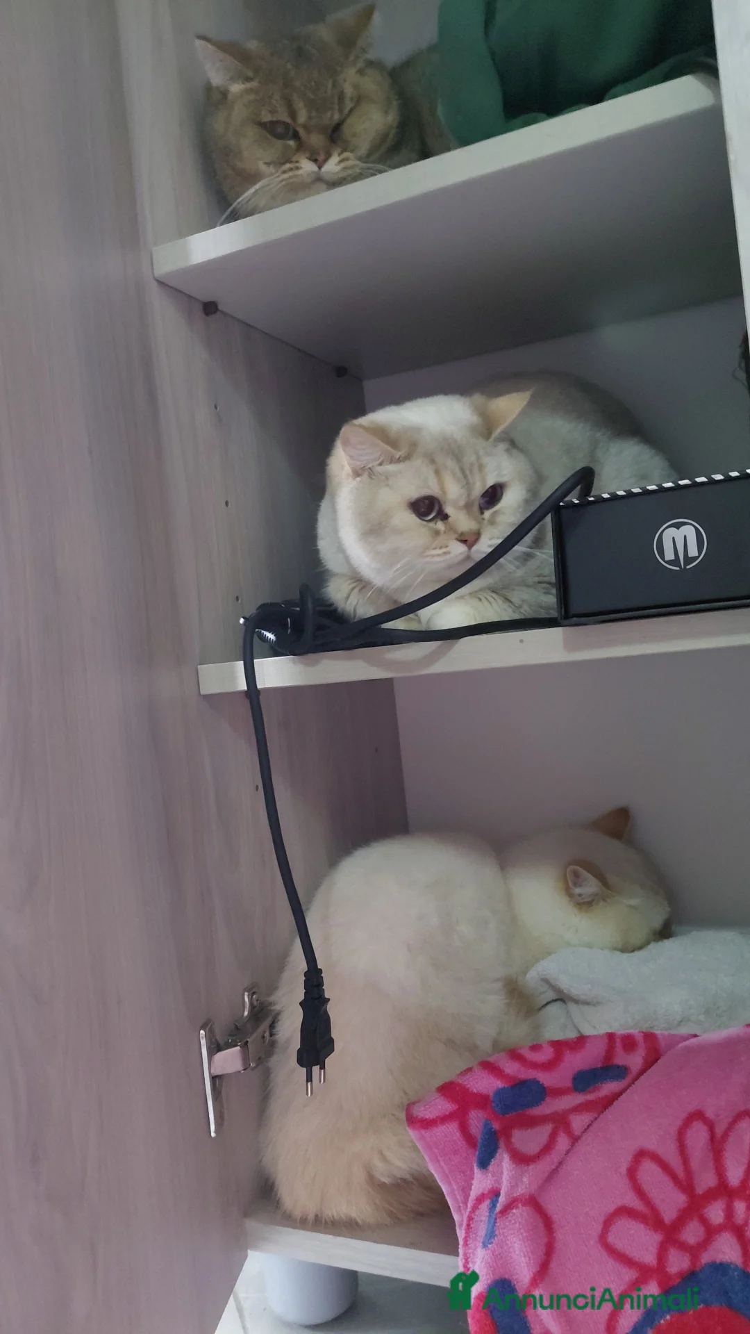 British gatti in vendita: Brithish shorteir 10 mesi femmina - Annuncio 1