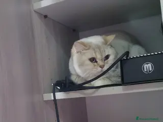 British gatti Brithish shorteir 10 mesi femmina - Annuncio 1