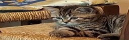 Scottish gatti in vendita: due vivaci fratellini vogliono giocare con te a Provincia di Modena - Annuncio 3